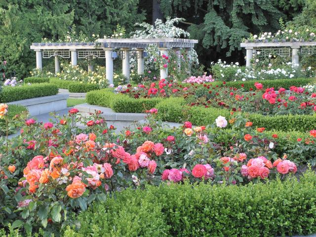 Rose Garden, Vancouver, British Columbia