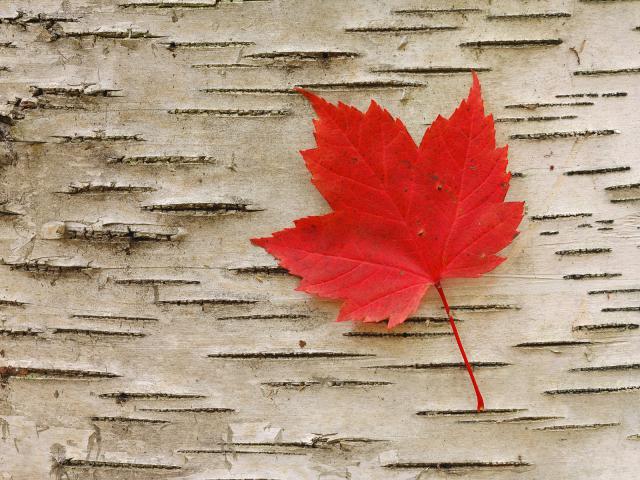 Red Maple Leaf, Algonquin Provincial Park, Ontario