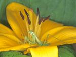 Praying Mantis on an Asiatic Lily