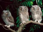 Trio of Screech Owls, Pennsylvania