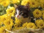 Kitten_Among_Mums