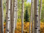 Aspen_Forest_Near_Crested_Butte_Colorado