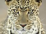 Female_Leopard_Serengeti_National_Park_Tanzania