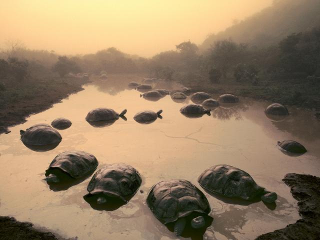 Giant_Tortoises_in_Pond_on_Alcedo_Volcano_Galapagos_Islands_Ecuador