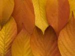 Golden_Autumn_Leaves