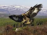 Golden_Eagle_Scotland
