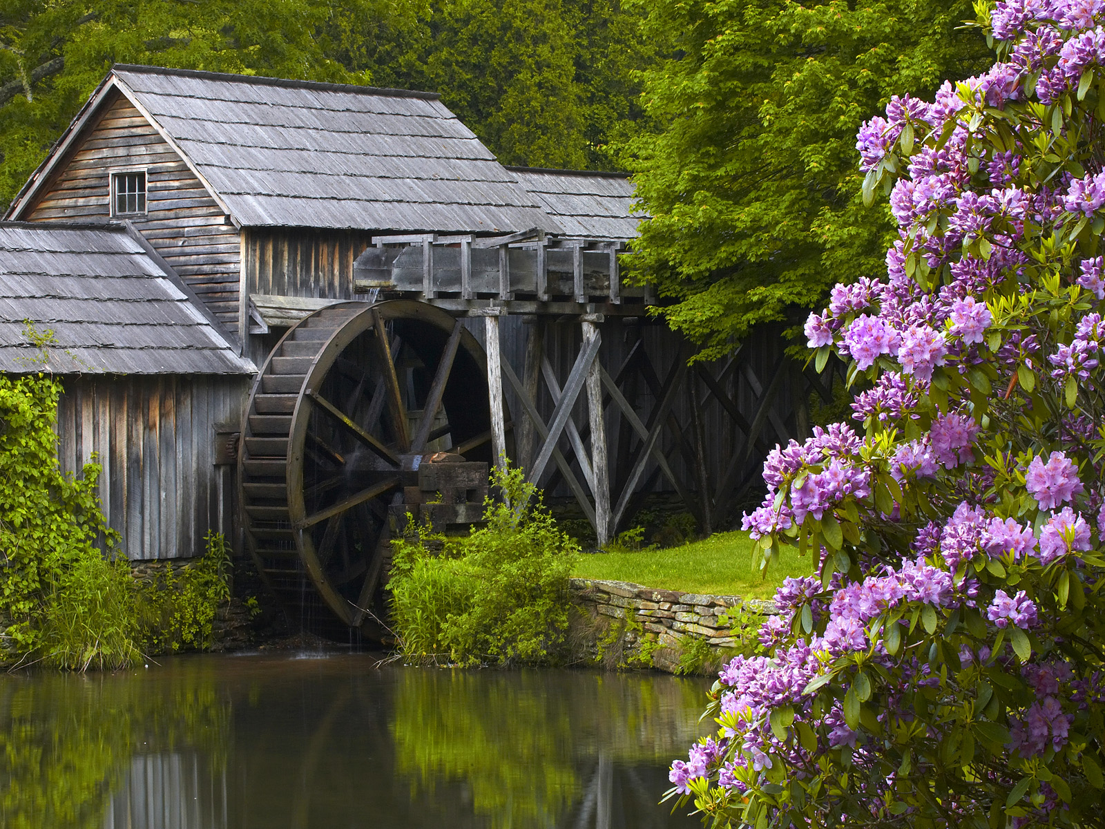Mabry_Mill_and_Rhododendrons_Blue_Ridge_Parkway_Virginia