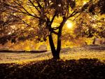 Morning_Light_in_Autumn