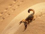 Scorpion_Sahara_Desert_Algeria