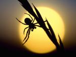 Spider_at_Sunset_Scotland