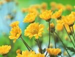Yellow_Chrysanthemums