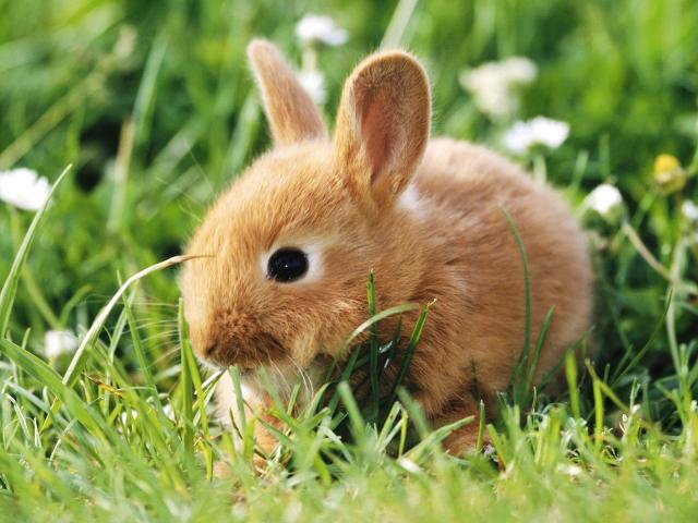 Dwarf_Rabbit