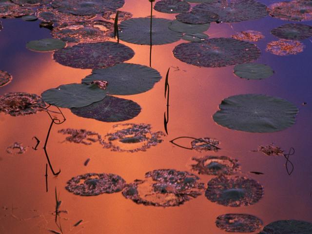 Lily_Pads_at_Sunset