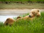Resting_Grizzly