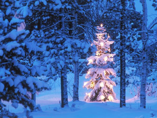 Christmas_Tree_at