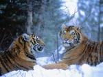 Siberian_Tigers
